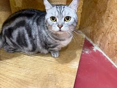 -和它·交个朋友·狗咖猫咖(爱琴海店)