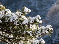 -陕西省红河谷森林公园