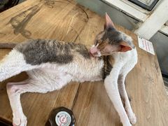 -猫小院猫主题咖啡厅(北锣店)