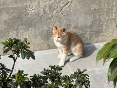 -古大圣慈寺