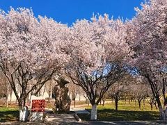 -石家庄市植物园