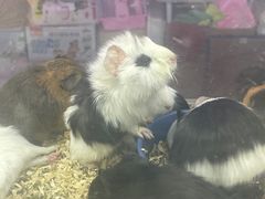 -花鸟鱼虫鲜花绿植市场(玉泉路店)