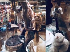 -more than meow吴止猫主题餐厅(承德 中船汇店)