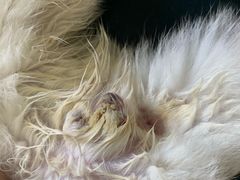 -佳怡动物医院·平价24小时·猫专科骨外科