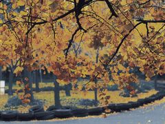 -上海共青森林公园