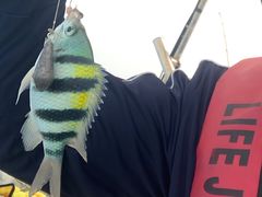 -小猫钓鱼海钓俱乐部(椰梦长廊店)