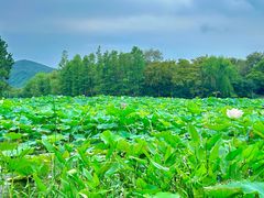 -长广溪湿地公园