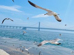 -大连星海广场音乐喷泉