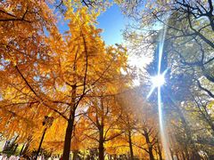 -玲珑塔公园