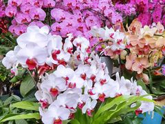 -曲阳花鸟市场(曲阳路店)