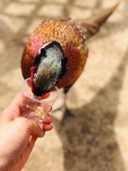 -萌宠亲子动物乐园(槐房万达店)