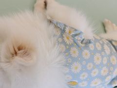 -怪兽屋·羊驼·猫咖·狗咖(俊华广场店)