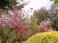 -狐尾山公园