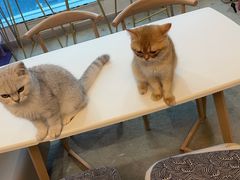 -泰国佛·塔罗·泰牌狐仙古曼