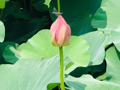 -荷塘月色湿地公园·向阳花洲