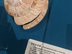 -青岛贝壳博物馆