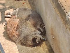 -大连森林动物园