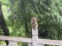 -黔灵山公园