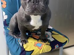 -萌宠之家·腊肠犬·马尔泰·小体犬舍