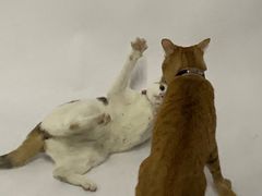 -羽·摄影工作室·外拍·跟拍·活动会议视频