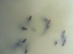 -中国扬子鳄村