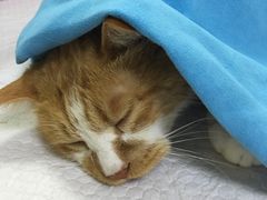 -瑞派天宁宠物医院·猫科·异宠中心