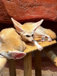 -Zoolung Zoolung动物主题公园(海信广场店)