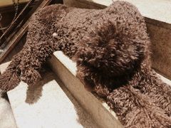 -more than meow吴止猫主题餐厅(承德 中船汇店)