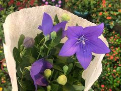 -双季花艺园艺市场(浦东店)