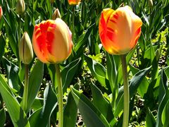 -国家植物园南园