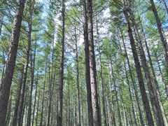 -塞罕坝国家级自然保护区