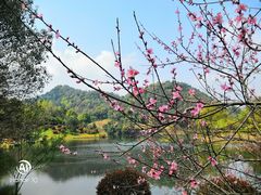 -桃花岭景区