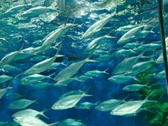 -上海海洋水族馆