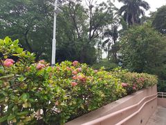 -九龙公园