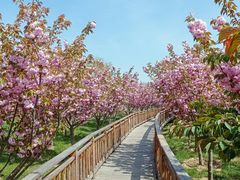 -羊亭河湿地公园