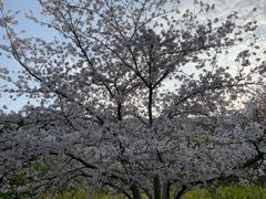 -苏州上方山国家森林公园