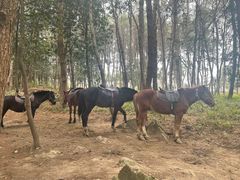 -铁山坪森林公园