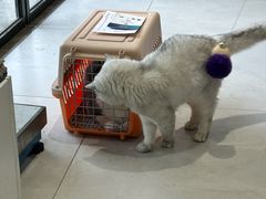 -关爱宠物医院·猫科中心·消化科(滨湖万达分院)