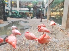 -白虎自助餐厅·真老虎·景观自助餐厅(广州长隆酒店)
