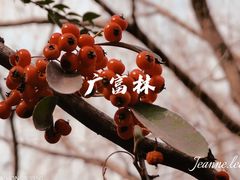 -广富林郊野公园