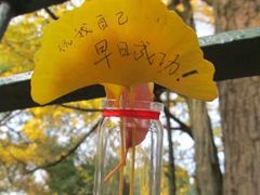 -西湖风景区十里琅珰-五云山