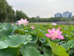 -莲花池公园