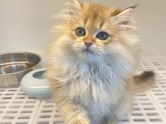 -lincat·猫舍(广州店)