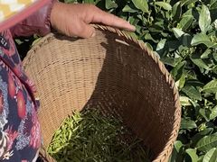 -龙坞茶村