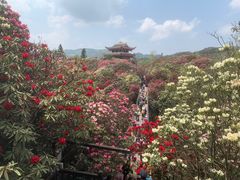-贵州百里杜鹃风景名胜区