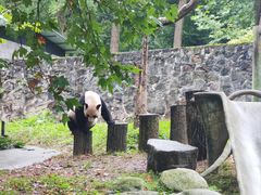 -都江堰中华大熊猫苑