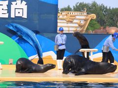 -秦皇岛乐岛海洋王国