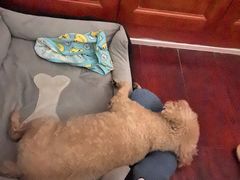 -西安京西宠物医院·瘫痪·疑难杂症