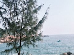 -广东惠东海龟国家级自然保护区