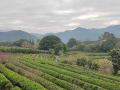 -雁南飞茶田景区